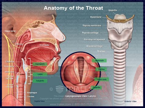 Deep Throat Erotic massage Urucara